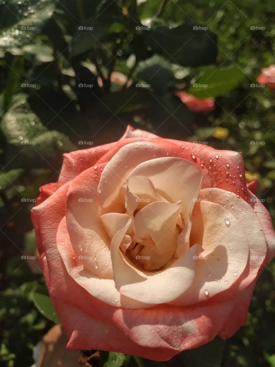 Beautiful peach rose