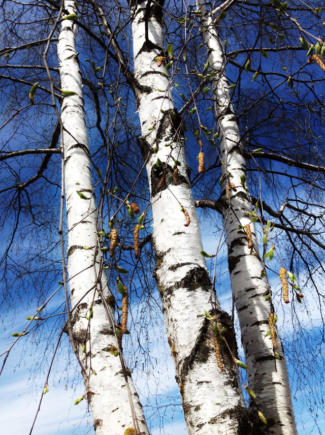 SPRING