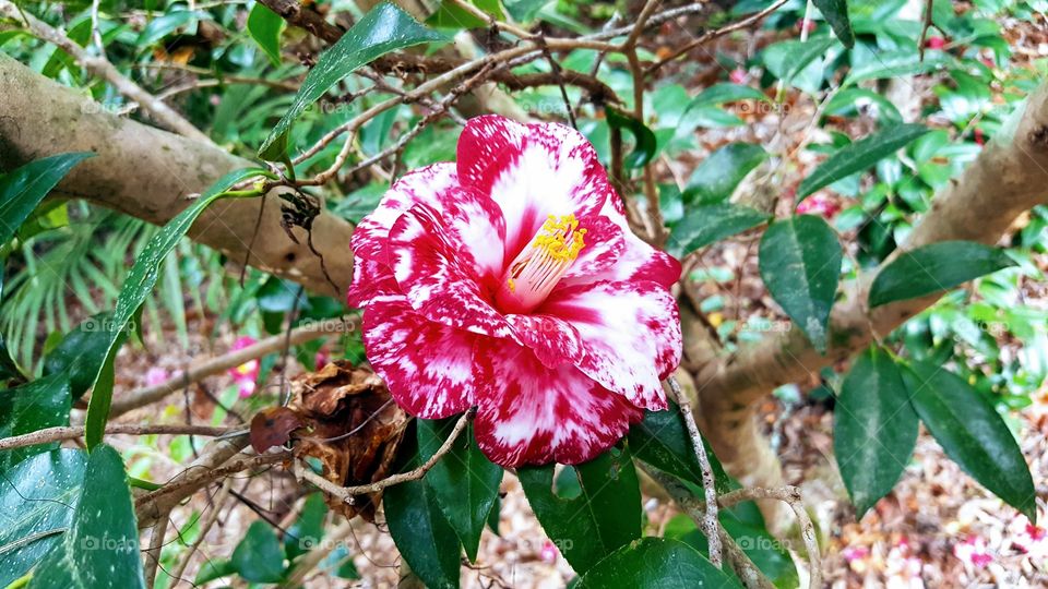 camelia red and white