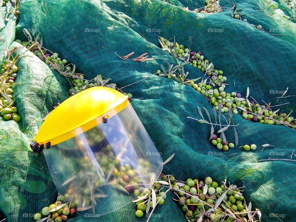 Olives harvest