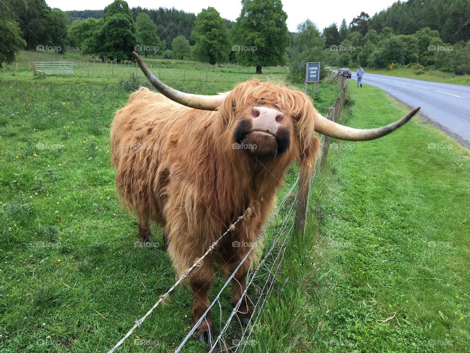 Beautiful Highland Coo 