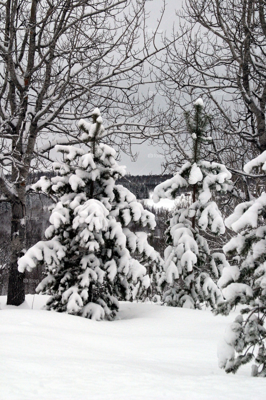 Snow on trees. 