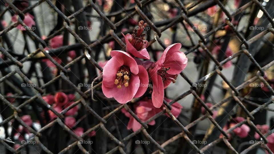 pomegranate flower