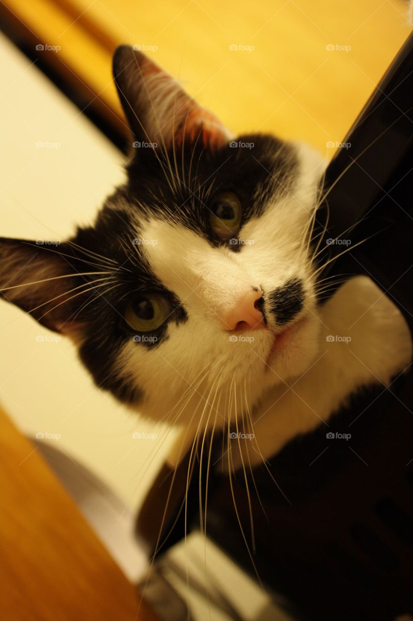 Black and white furry cat in basket