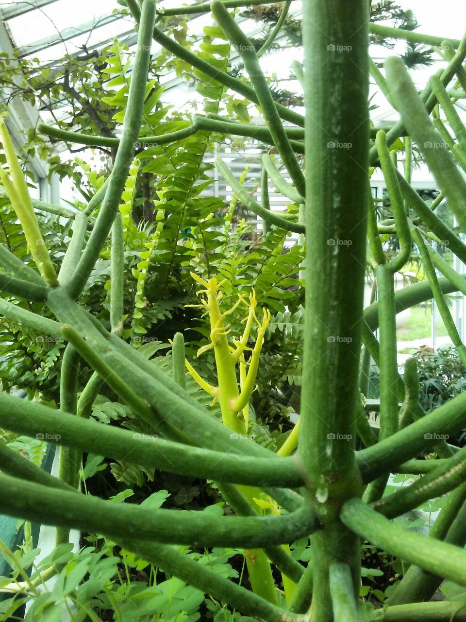 Succulent display in greenhouse