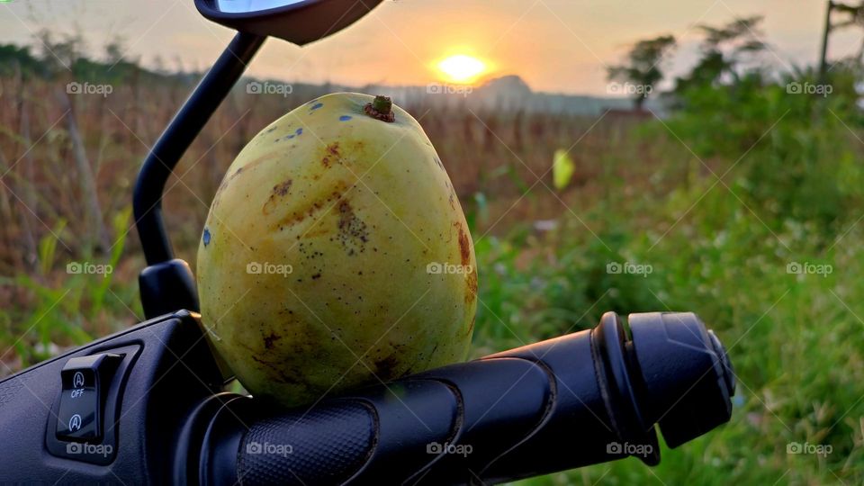 Mango on the Motorcycle habdlebar