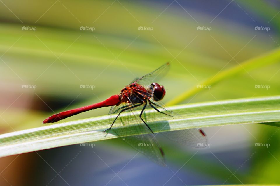 Red dragonfly