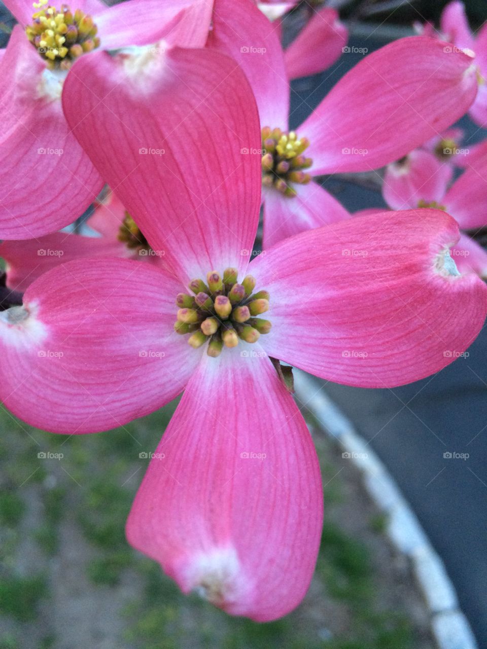 Dogwood blossom 