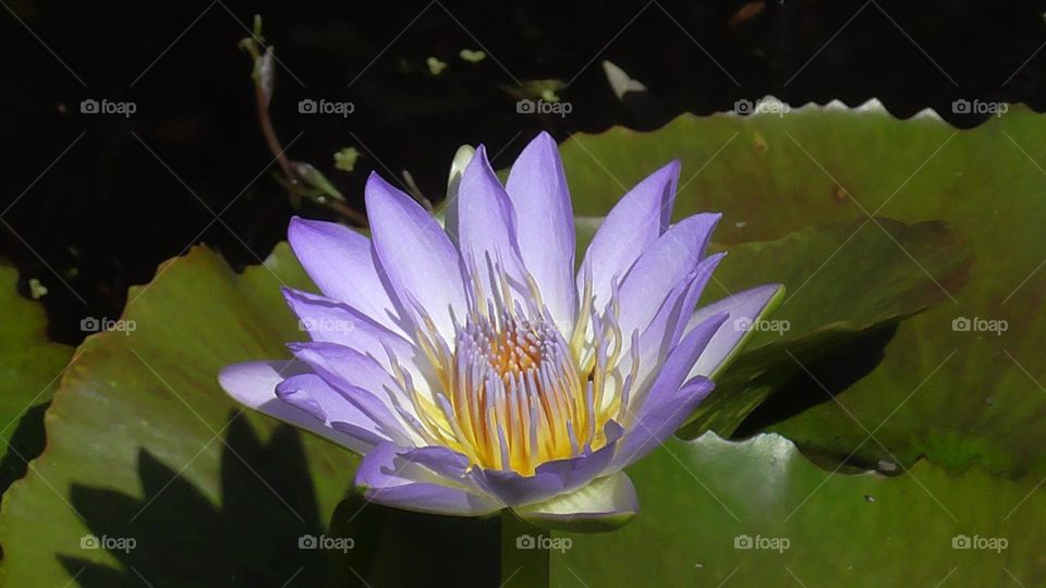Purple water lilly in bloom