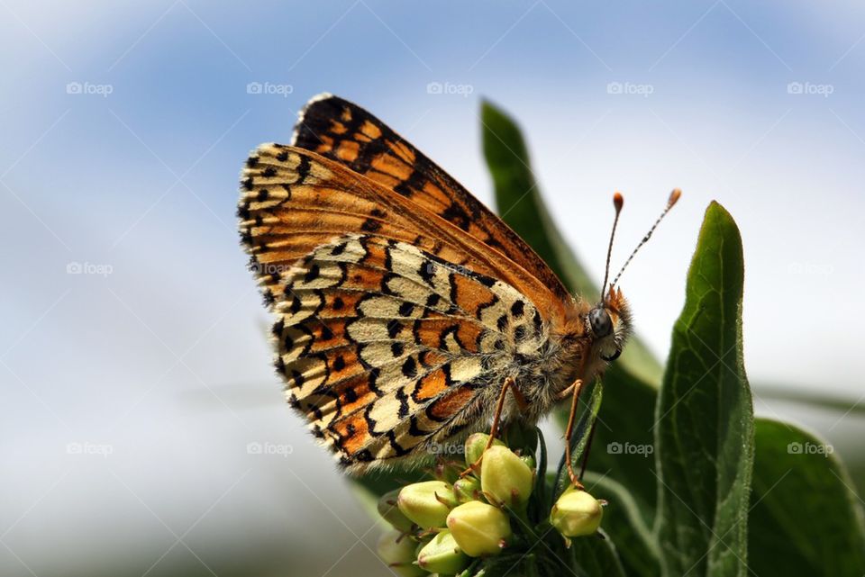 Glanville Fritillary butterfly