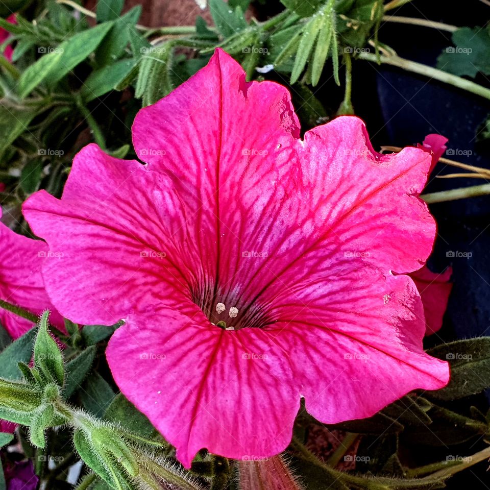 Beautiful rose small flower