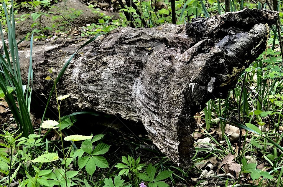 Powell Gardens - Spring - Deadwood deadfall 