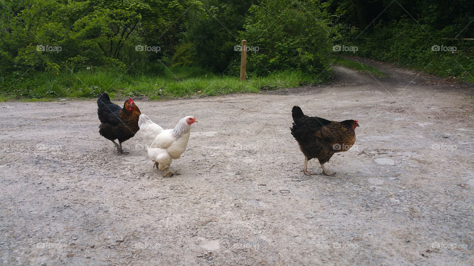 Chickens crossing the road