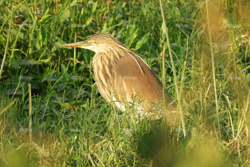 Amazing Bird #Vadodara #Incredible India