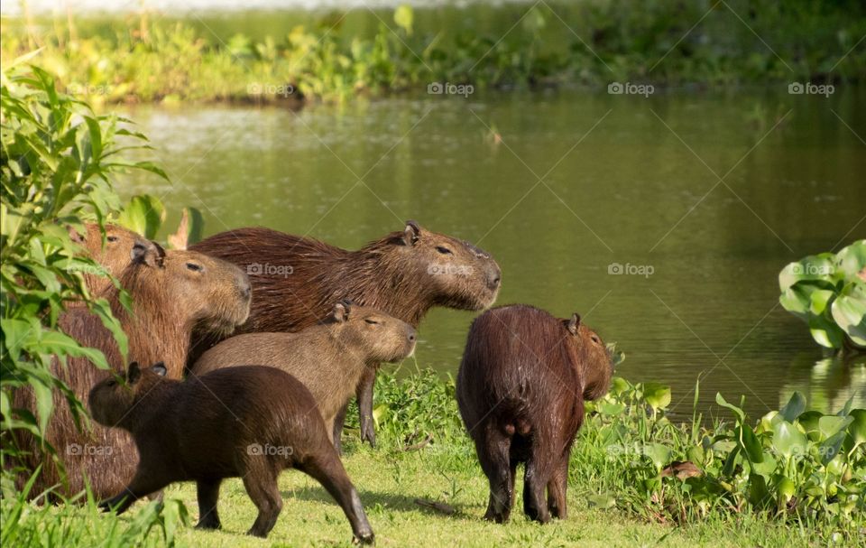 PANTANAL MS BRAZIL