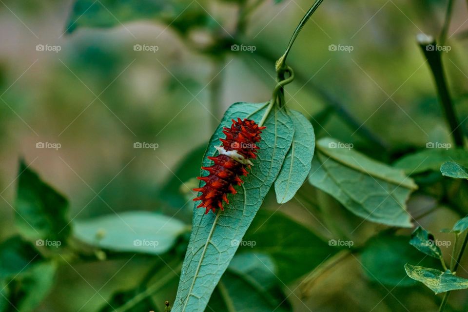 Worms  - Backyard garden