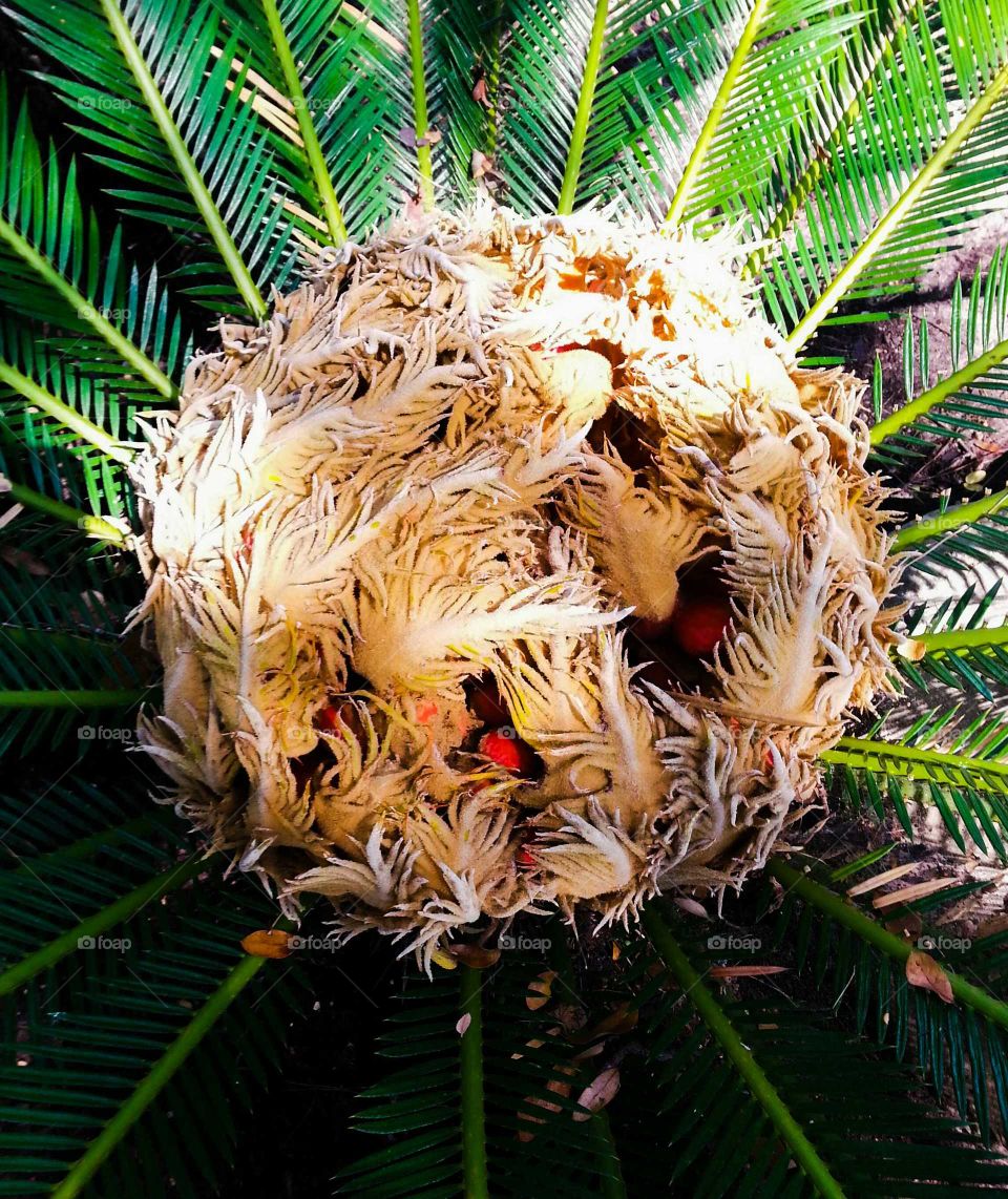 Close-up of clustered leaves