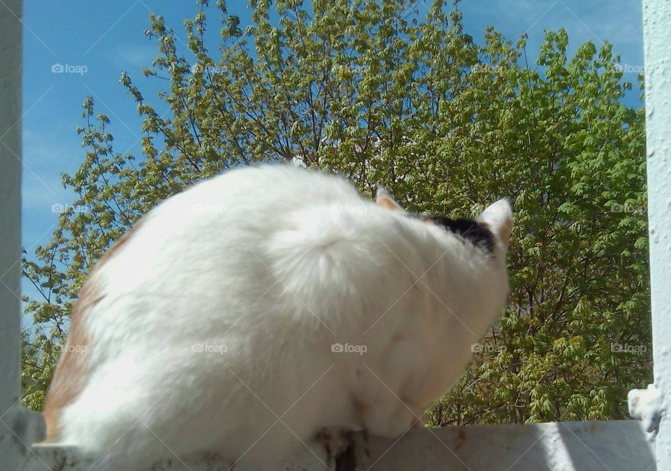 cat on a balcony