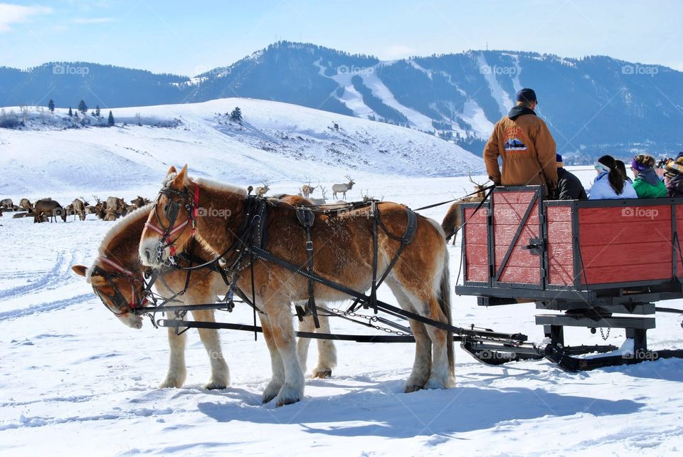 How About a Sleigh Ride on a Winter Day?