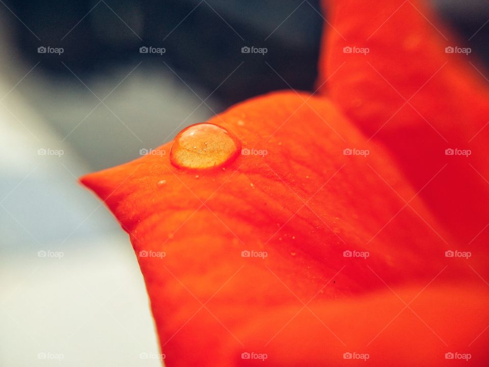 dew drops on a orange rose petal