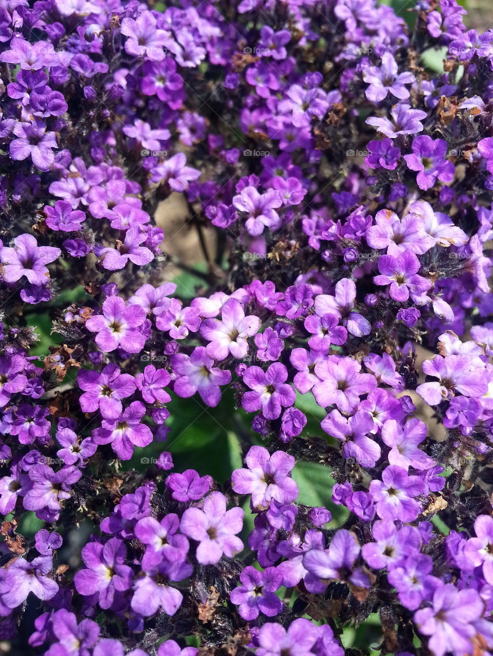 Purple Flower Cluster