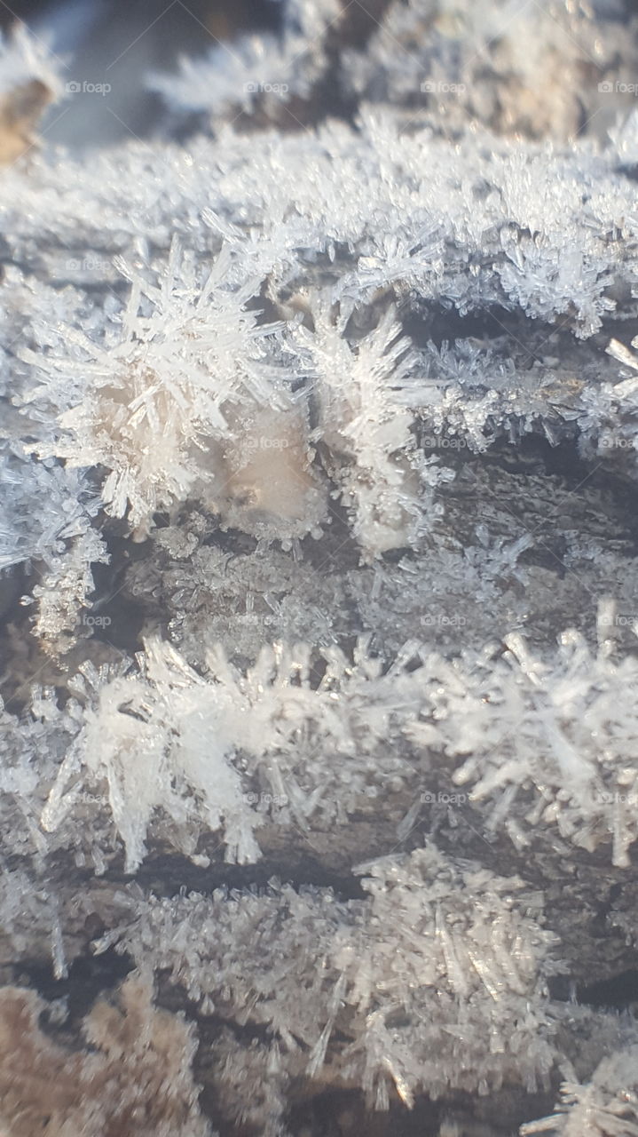 frost on a log