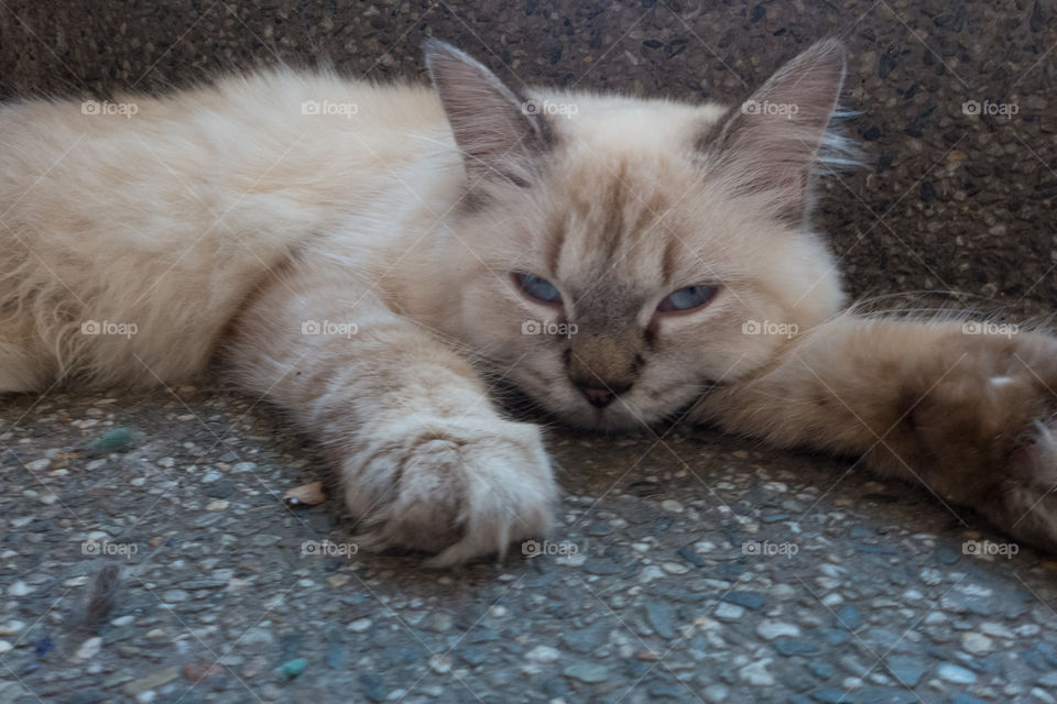 cat laying down