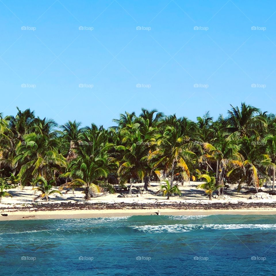 Palm tree lined beach