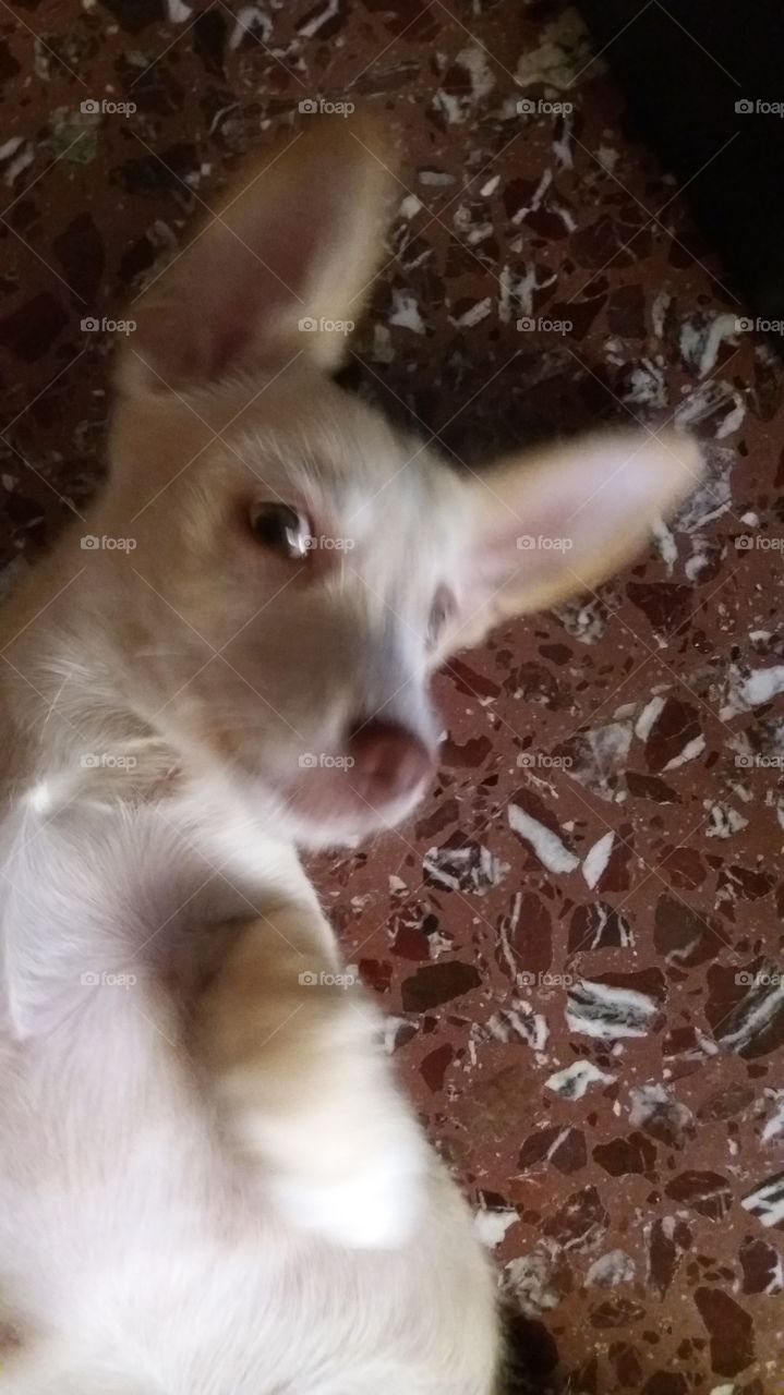 my dog maya
