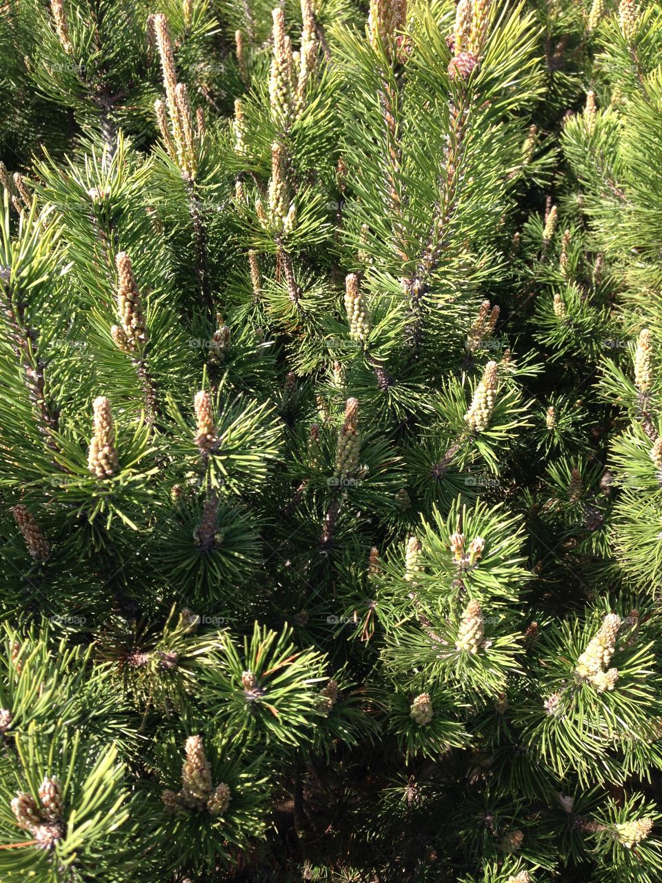Prickly pine