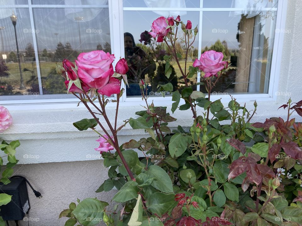 Roses peeking through the window 