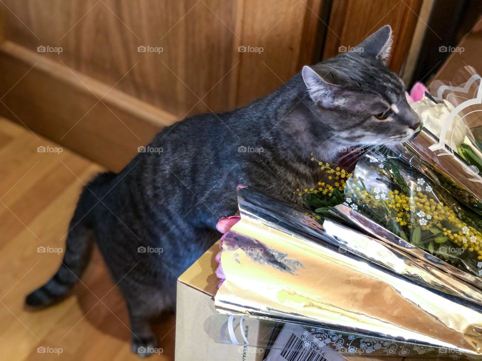 Cat smells flowers