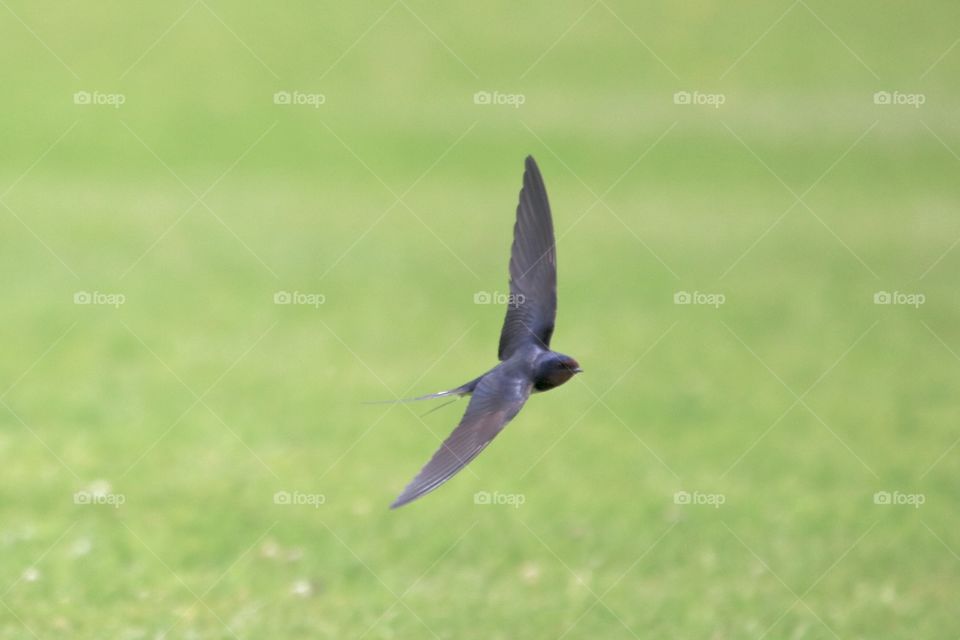 I know that it is not a perfect pic but ... a swallow in flight ;) I need to practice it :)