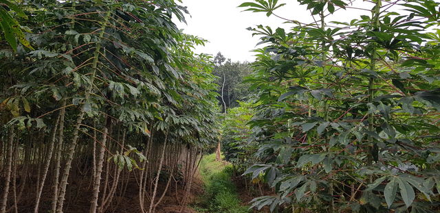 plant