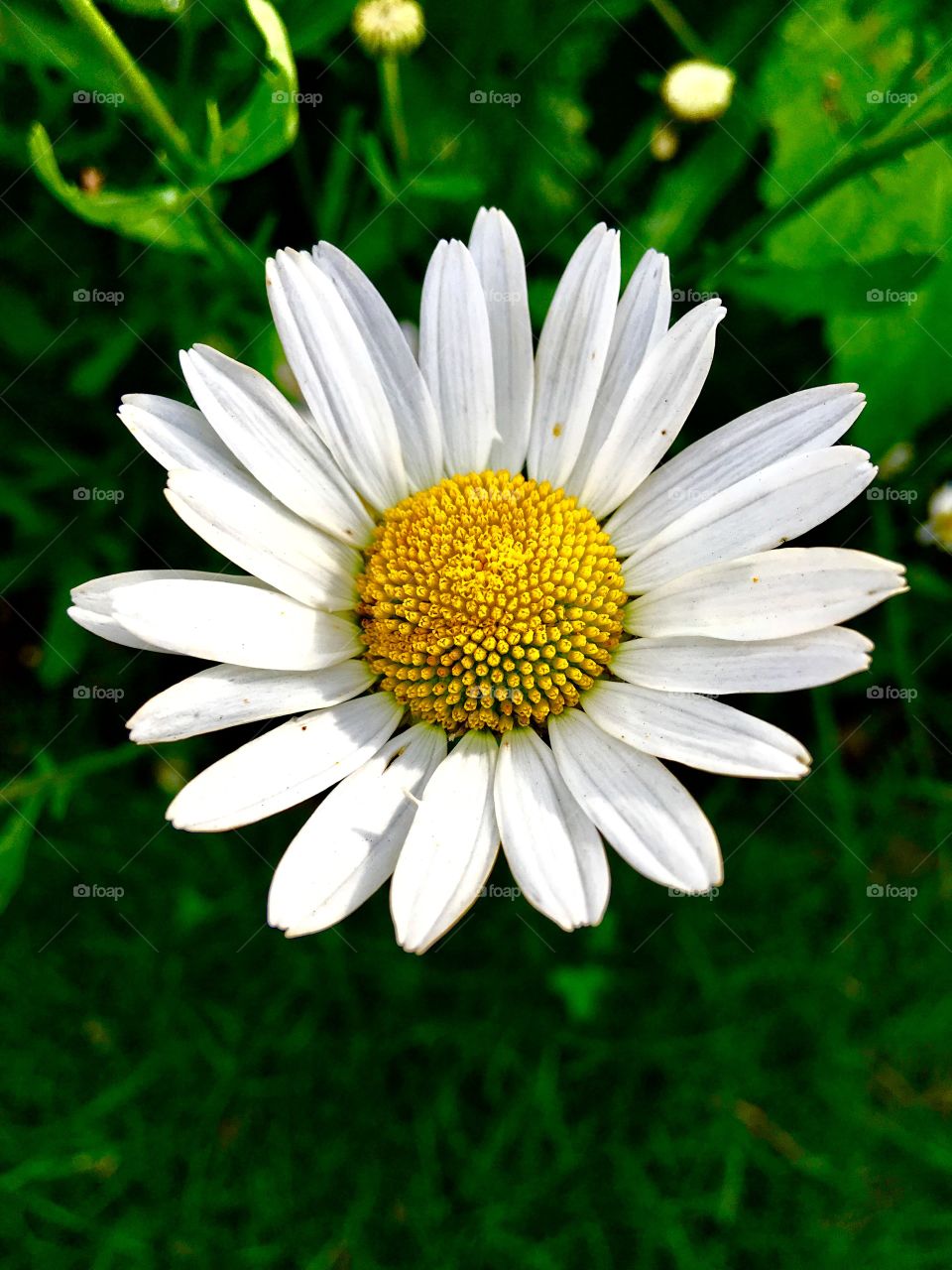 Chamomile flower head close up 