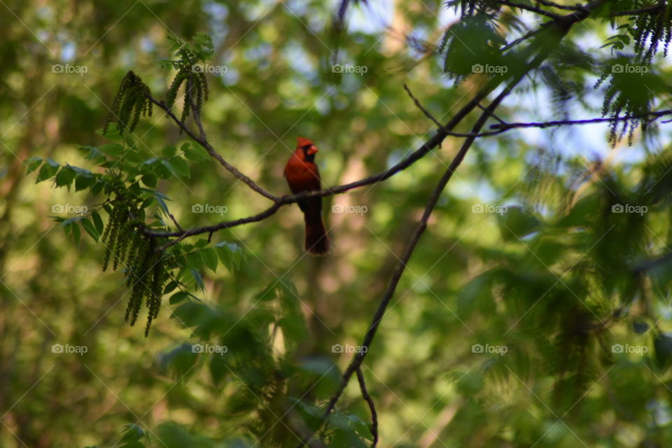 Cardinal sitting in a tree.