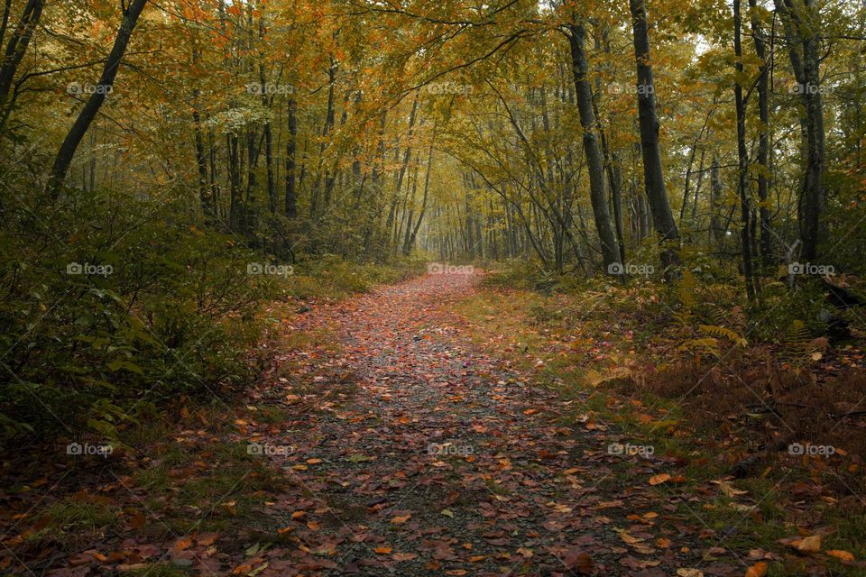 Autumn leaves on footpath in the forest