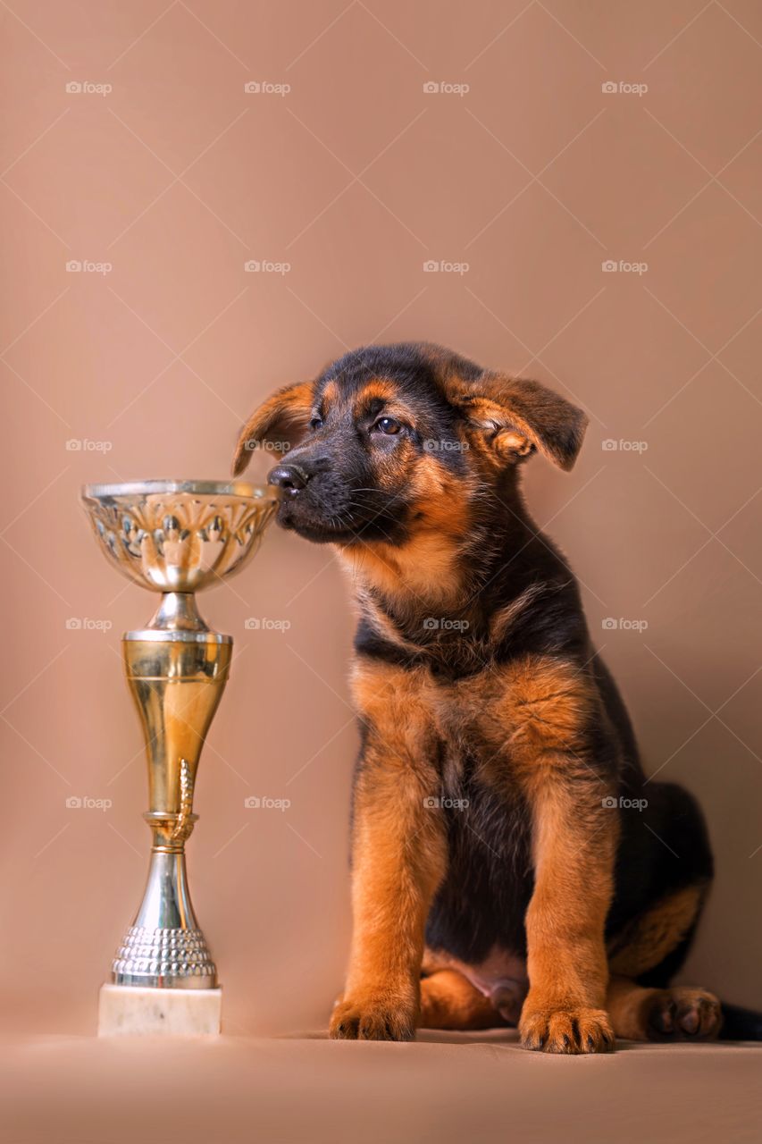 German shepherd puppy on light brown background 