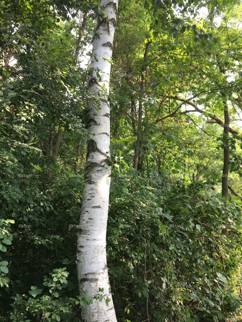 White Birch tree