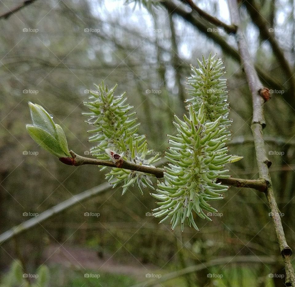 grün frühling baum Knospen