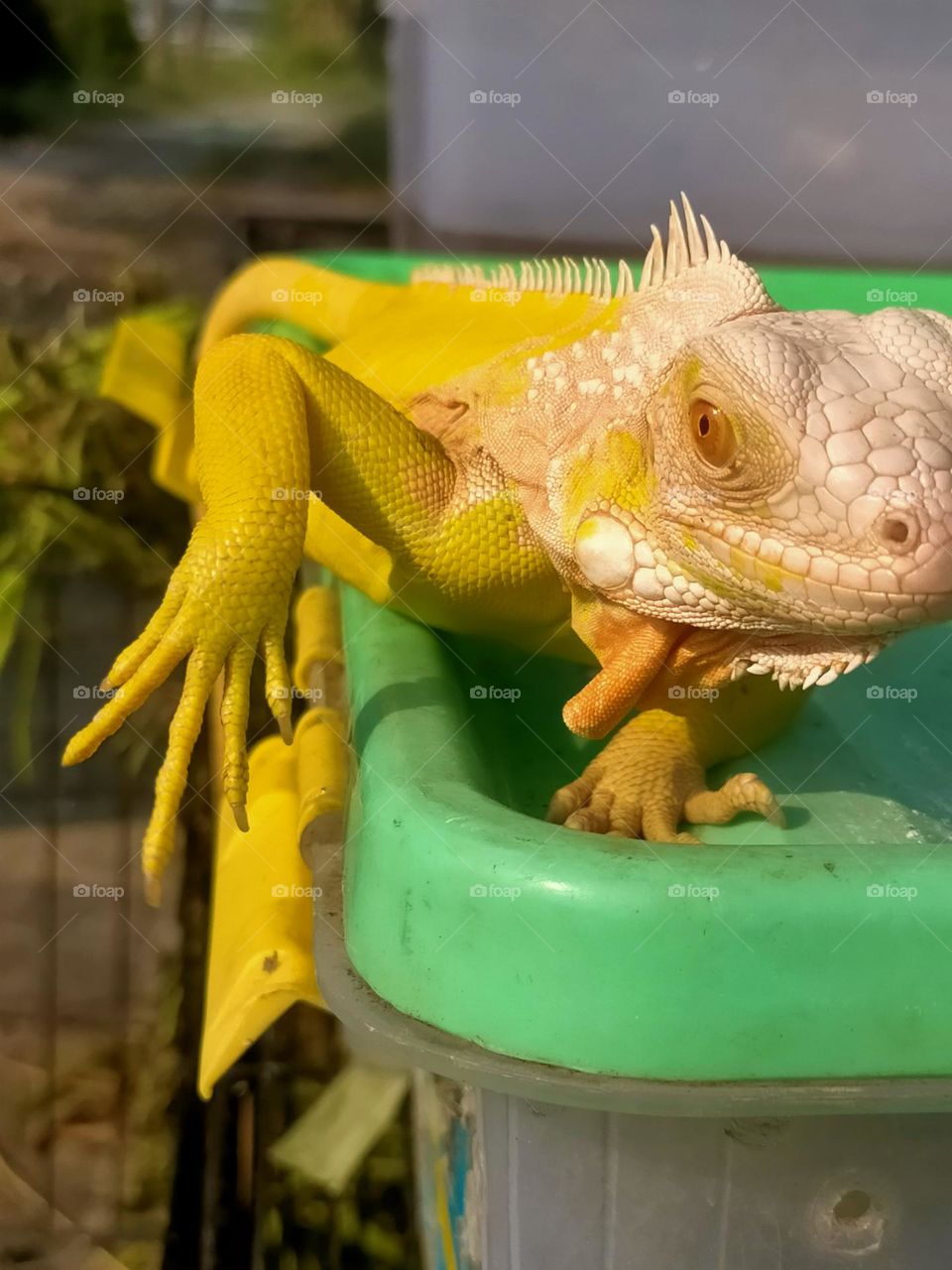 unique yellow lizard