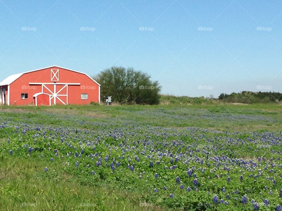 View of flowers field