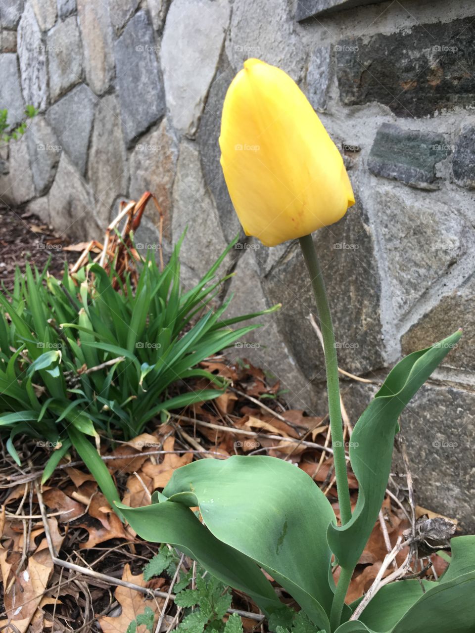 Yellow tulip