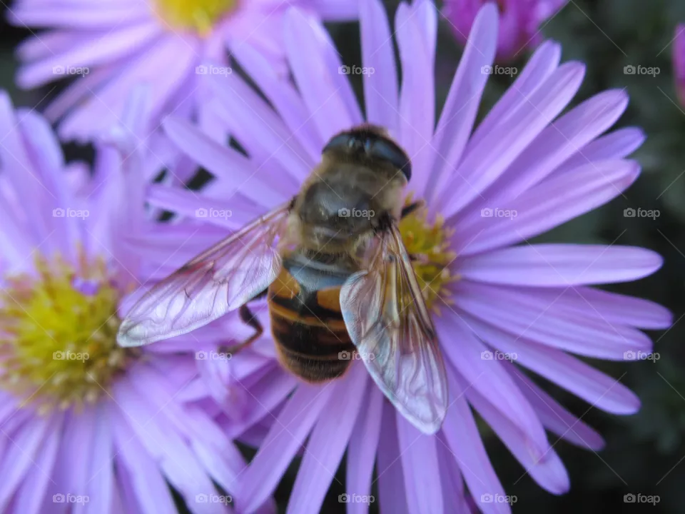 bee on a flower