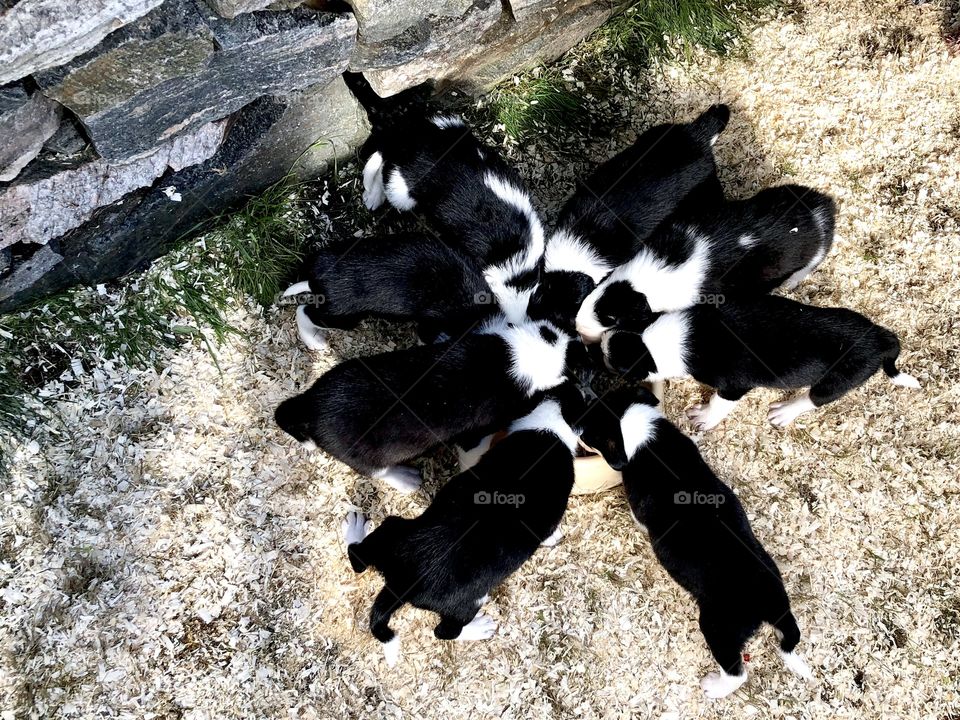 8 Border Collie puppies eating dog food