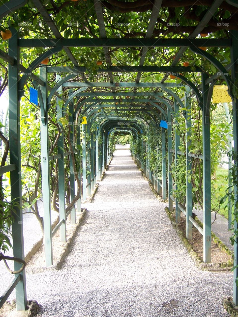 Trellis near lake cuomo in Italy