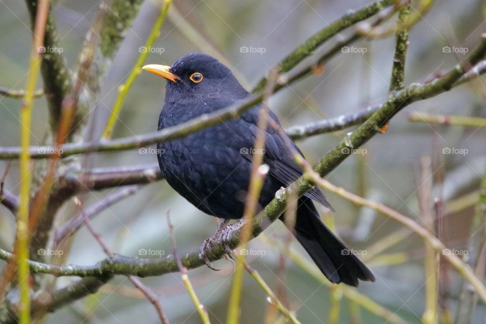 Blackbird 
