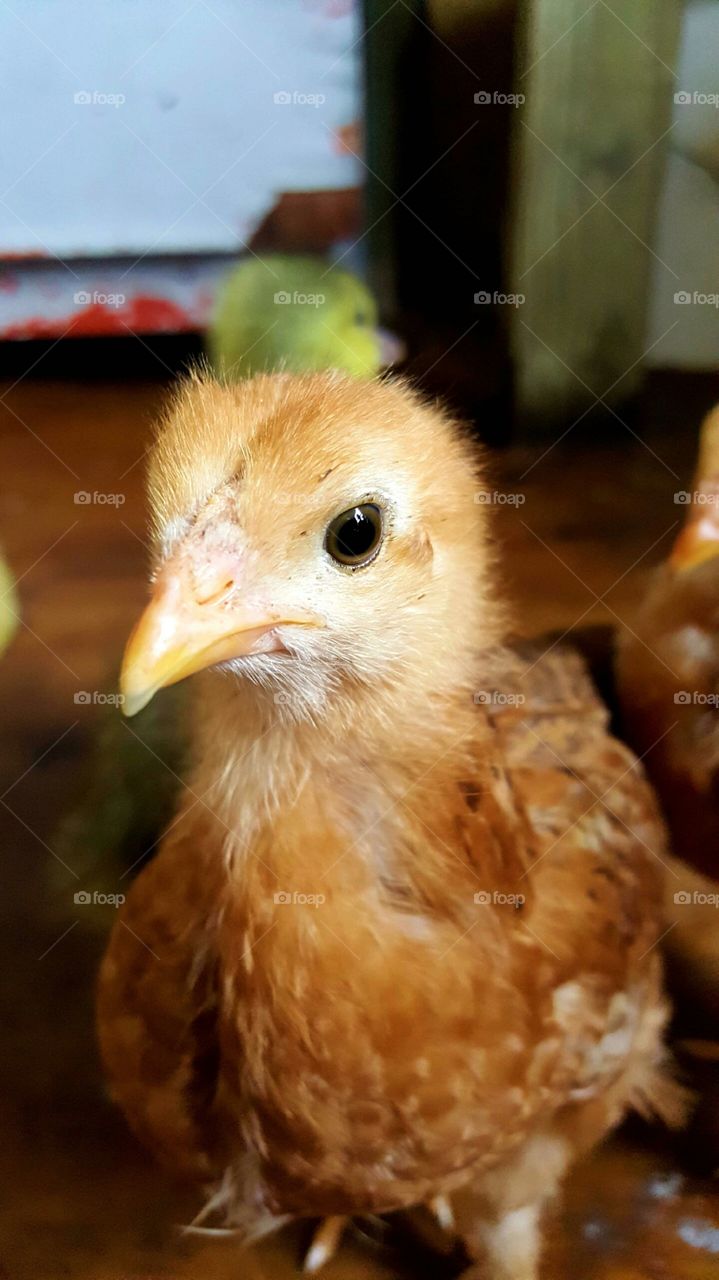 chick