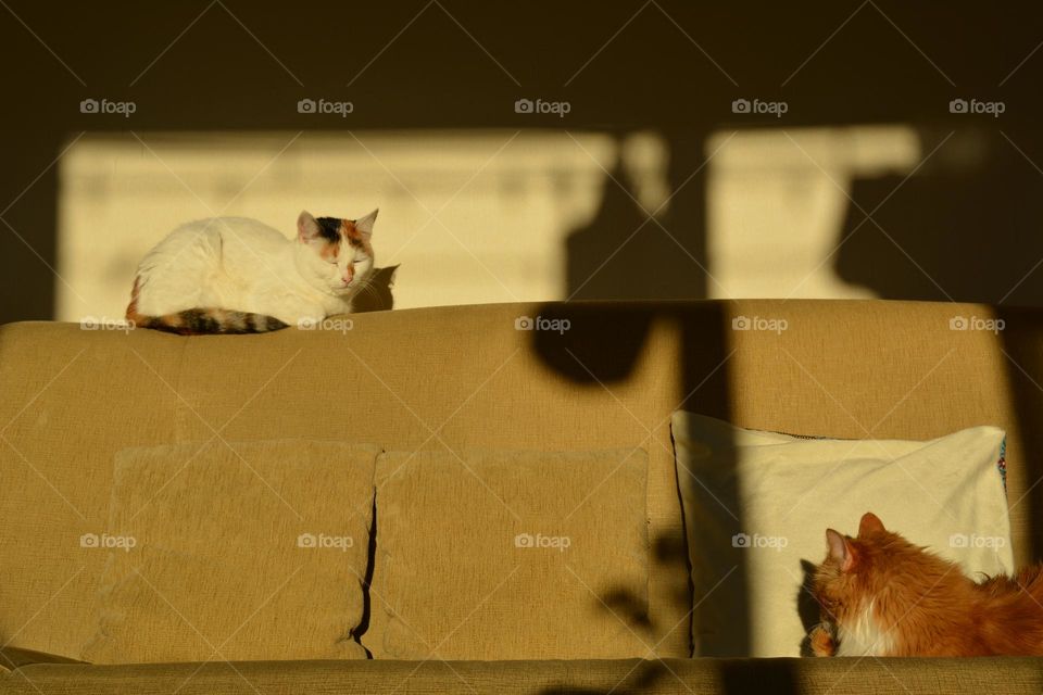 two cats relaxing home on a sofa in sunlight and shadows, favourite spot at home