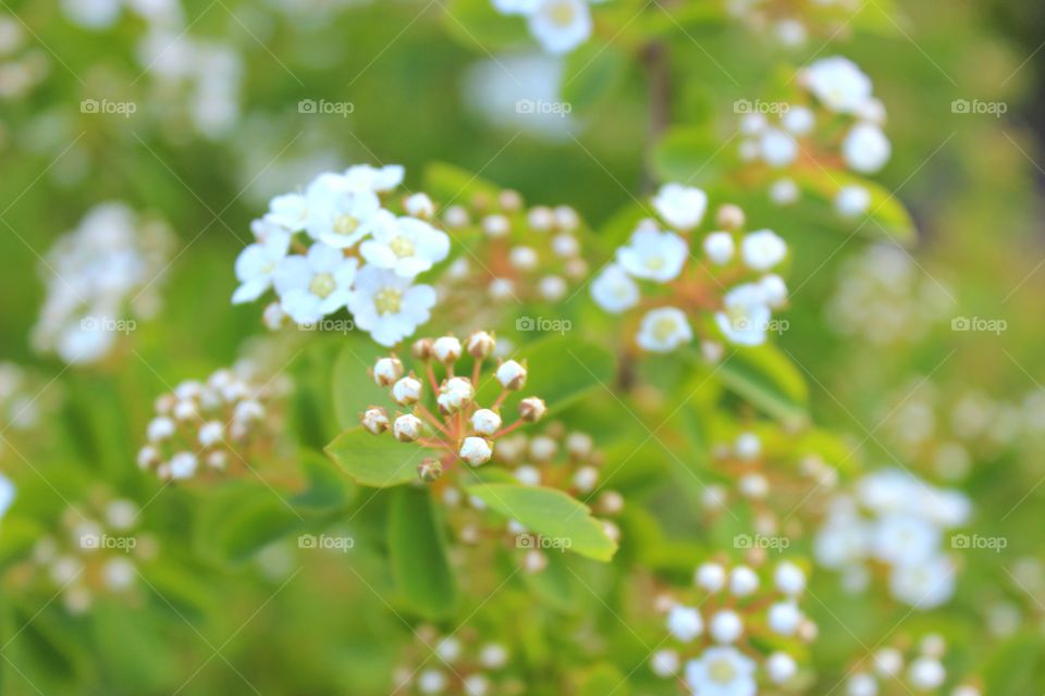 white flowers